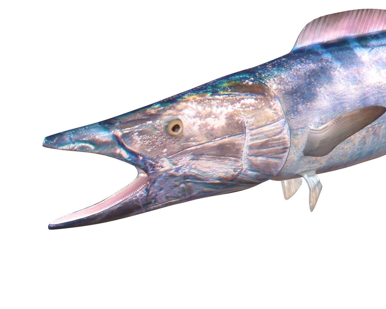 fish 3D model https://p.turbosquid.com/ts-thumb/jR/cuMTyq/ugjRG2wI/2/jpg/1588405132/1920x1080/fit_q87/138f89b58925c9ac079ca02d26542159484a54d5/2.jpg