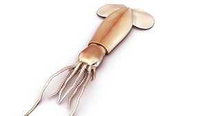 Architeuthis