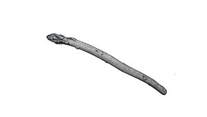 Asparagus 3D CT scan model decimate 8 percent