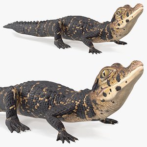 3D Black Caiman Baby Rigged