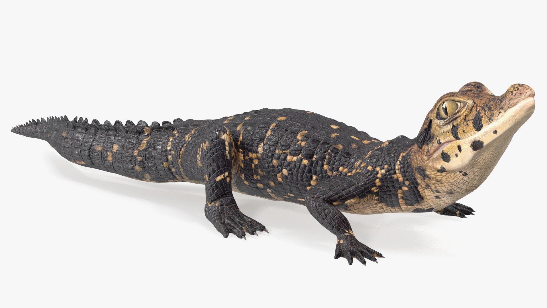 Black Caiman Baby Rigged 3D model preview