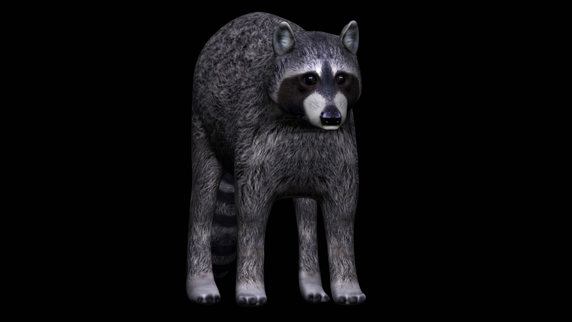 3D Fully Rigged Grey Raccoon - TurboSquid 1710704