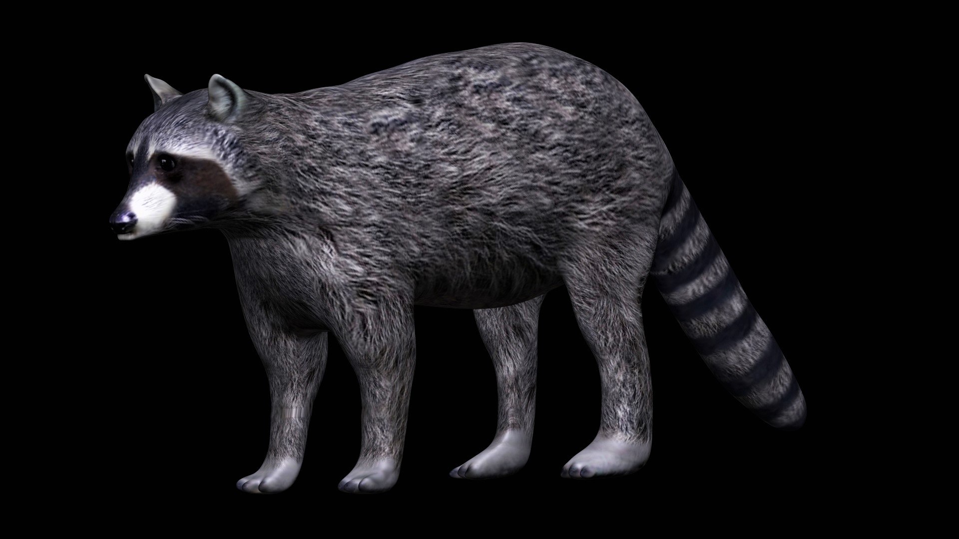 3D Fully Rigged Grey Raccoon - TurboSquid 1710704