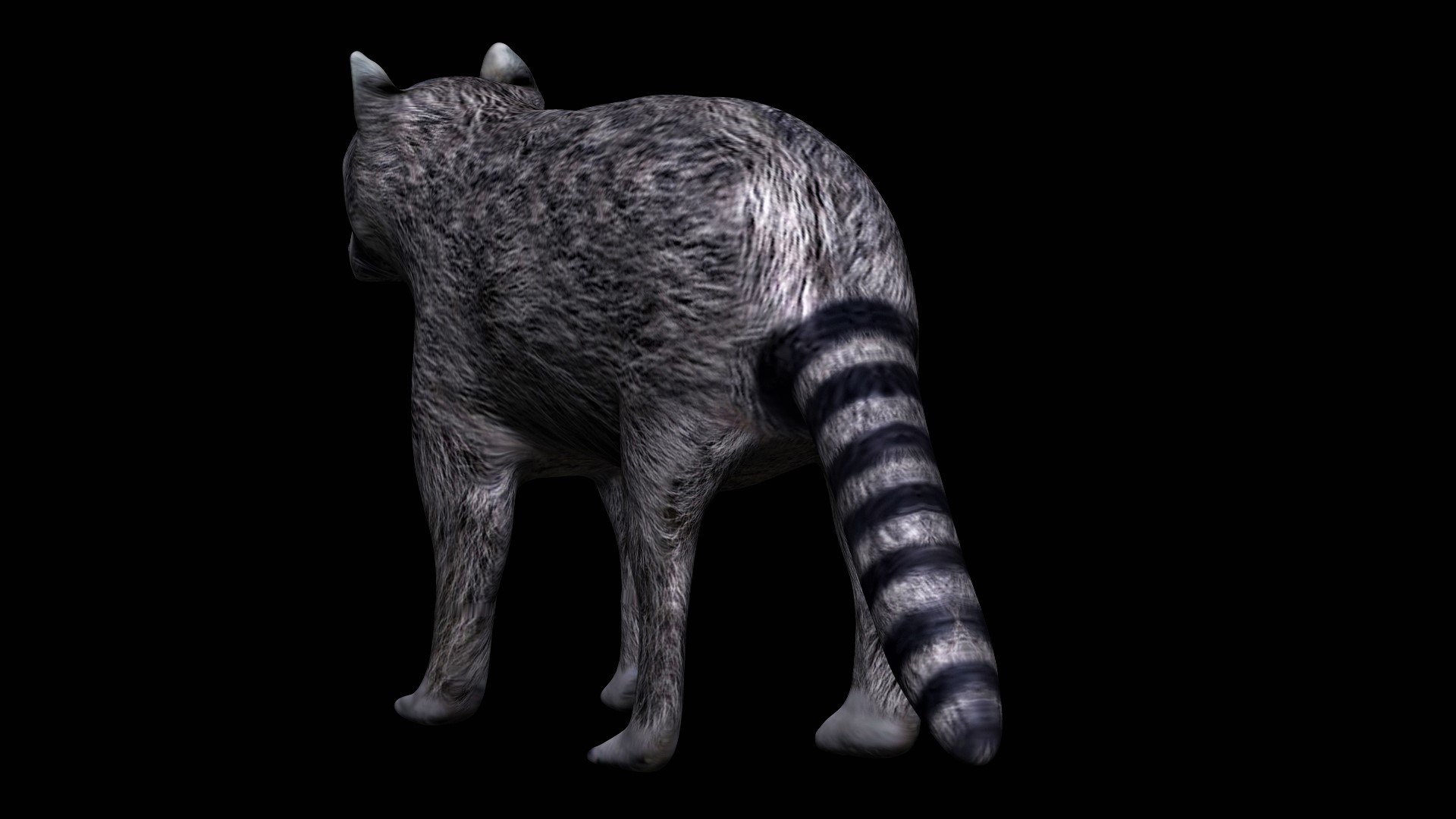 3D Fully Rigged Grey Raccoon - TurboSquid 1710704