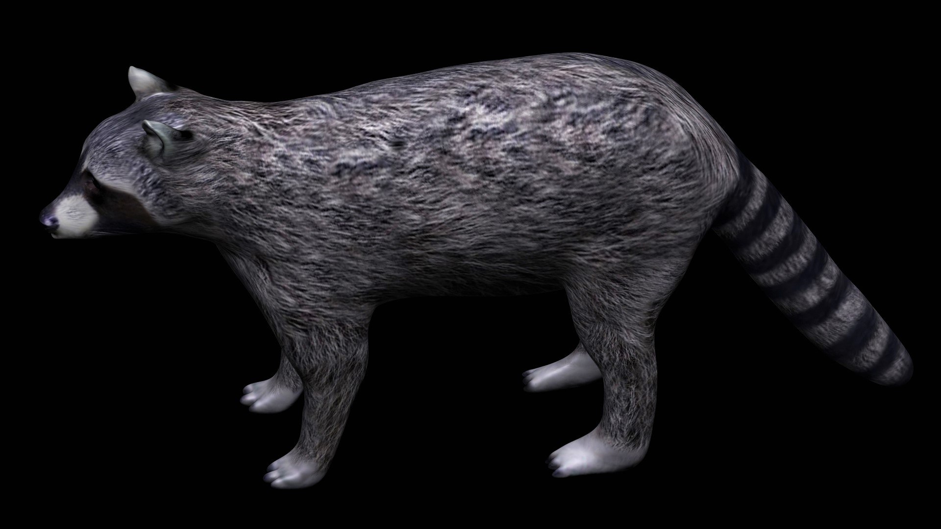 3D Fully Rigged Grey Raccoon - TurboSquid 1710704
