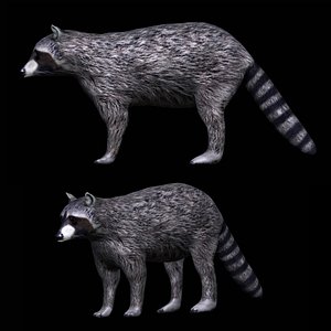 3D fully rigged grey raccoon