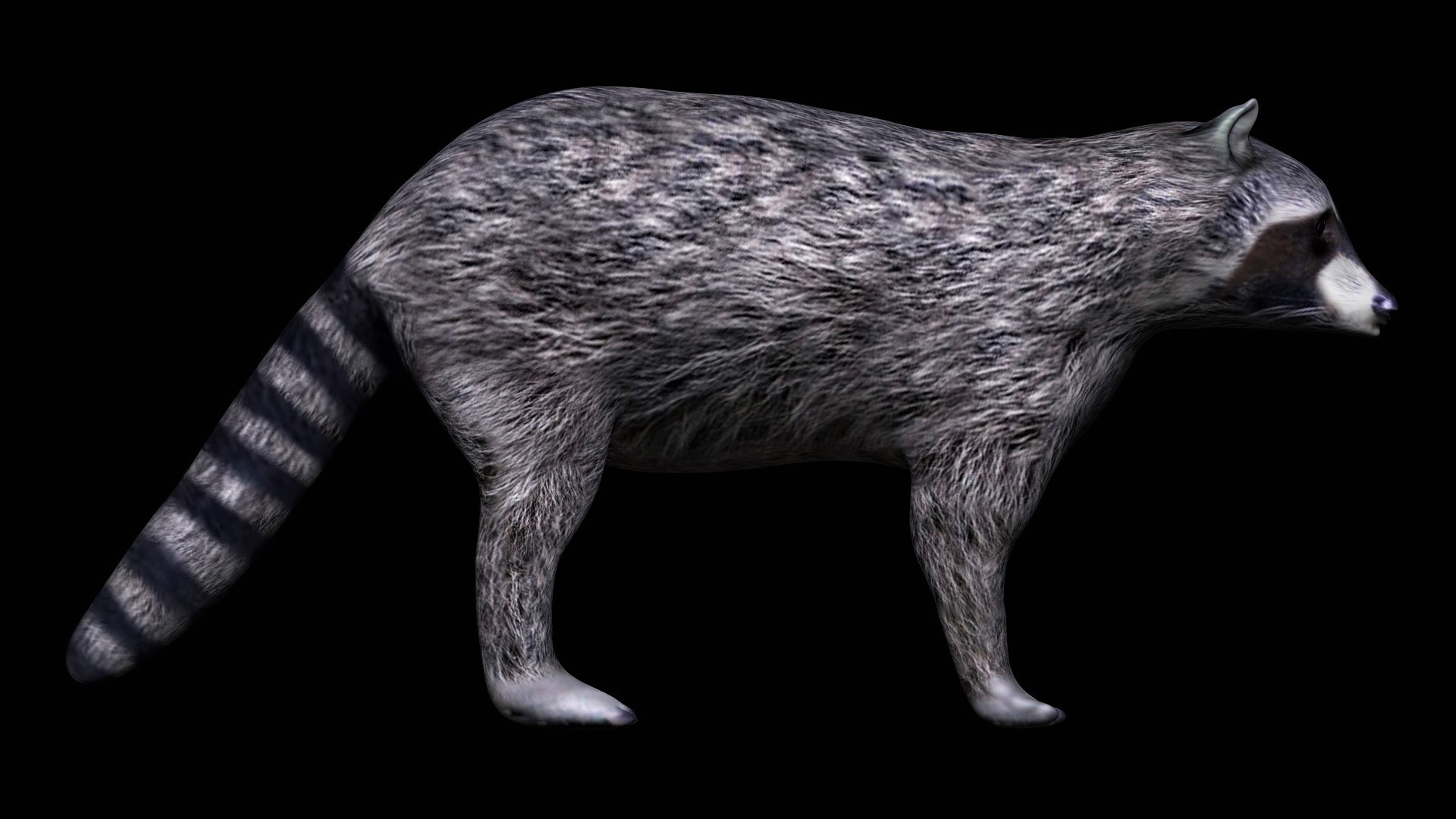 3D Fully Rigged Grey Raccoon - TurboSquid 1710704