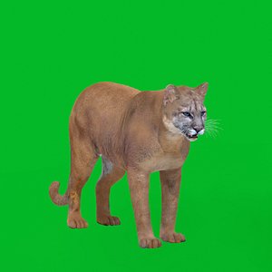 North American Cougar