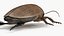 Insecto Escarabajo De Agua Beige Realista Aparejado