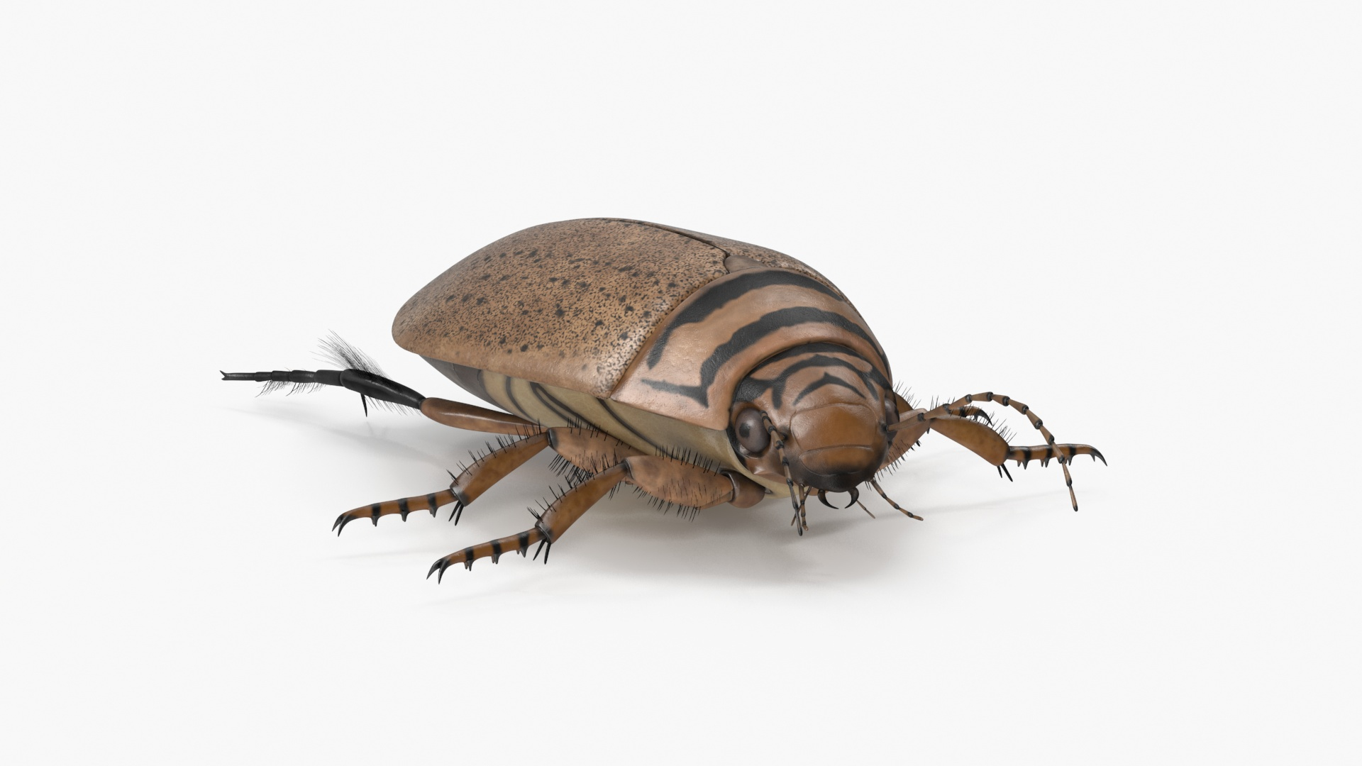 3D Insect Water Beetle Beige Realistic Rigged model https://p.turbosquid.com/ts-thumb/jS/gFnUyJ/5P/insect_water_beetle_beige_realistic_rigged_360/jpg/1720068125/1920x1080/turn_fit_q99/90dd20b7d3c2a670411685b60b71ac4a040fc781/insect_water_beetle_beige_realistic_rigged_360-1.jpg