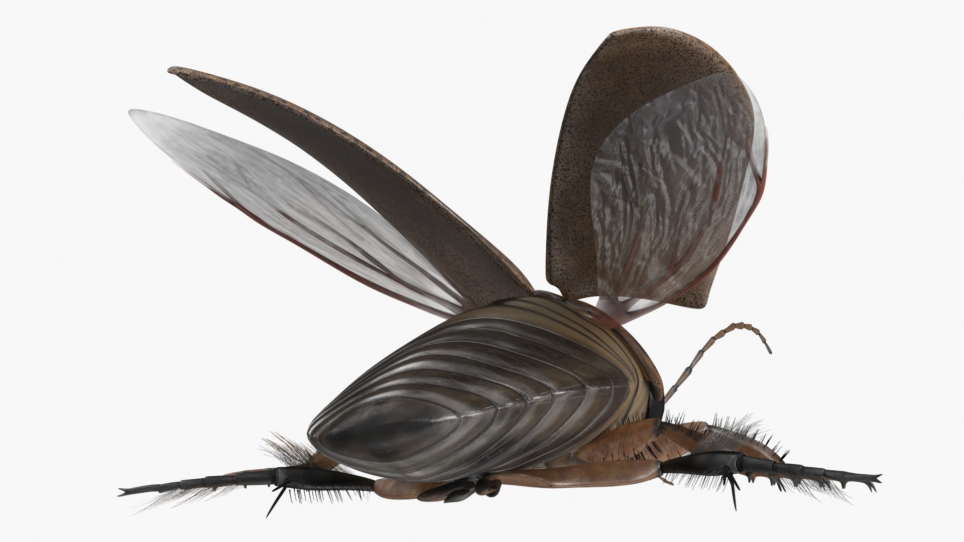 3D Insect Water Beetle Beige Realistic Rigged model https://p.turbosquid.com/ts-thumb/jS/gFnUyJ/Zs/insectwaterbeetlebeigerealisticriggedmb3dmodel027/jpg/1720068496/1920x1080/fit_q87/370eeadfc694de7828a60f02a65eab8d829b6bf8/insectwaterbeetlebeigerealisticriggedmb3dmodel027.jpg