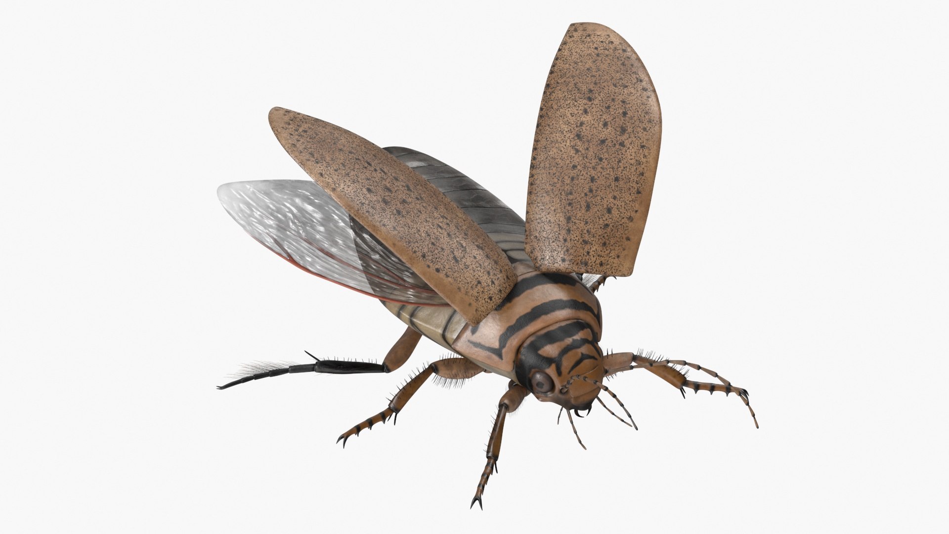 3D Insect Water Beetle Beige Realistic Rigged model https://p.turbosquid.com/ts-thumb/jS/gFnUyJ/aa/insectwaterbeetlebeigerealisticriggedmb3dmodel024/jpg/1720068486/1920x1080/fit_q87/0c4fd48151b04dfdcac95cf4710f844429cbc80a/insectwaterbeetlebeigerealisticriggedmb3dmodel024.jpg
