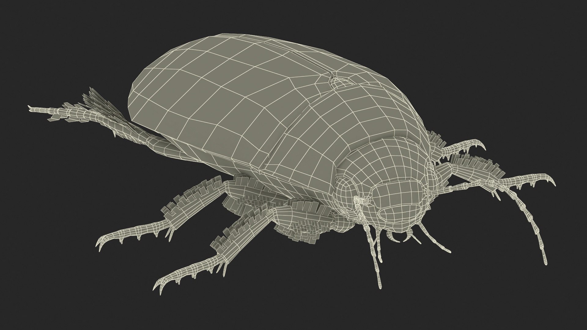 3D Insect Water Beetle Beige Realistic Rigged model https://p.turbosquid.com/ts-thumb/jS/gFnUyJ/eE/insectwaterbeetlebeigerealisticriggedmb3dmodel036/jpg/1720068527/1920x1080/fit_q87/a923a6c170987bd3f015f3c88d1b3d24fe954a40/insectwaterbeetlebeigerealisticriggedmb3dmodel036.jpg