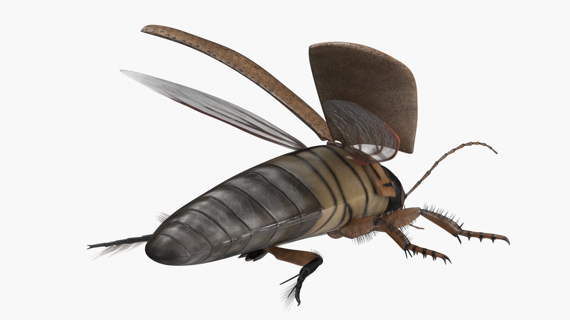 3D Insect Water Beetle Beige Realistic Rigged model https://p.turbosquid.com/ts-thumb/jS/gFnUyJ/g5/insectwaterbeetlebeigerealisticriggedmb3dmodel023/jpg/1720068484/1920x1080/fit_q87/5788f2cf36ef3ef00816e0ef5132d6932c23092b/insectwaterbeetlebeigerealisticriggedmb3dmodel023.jpg