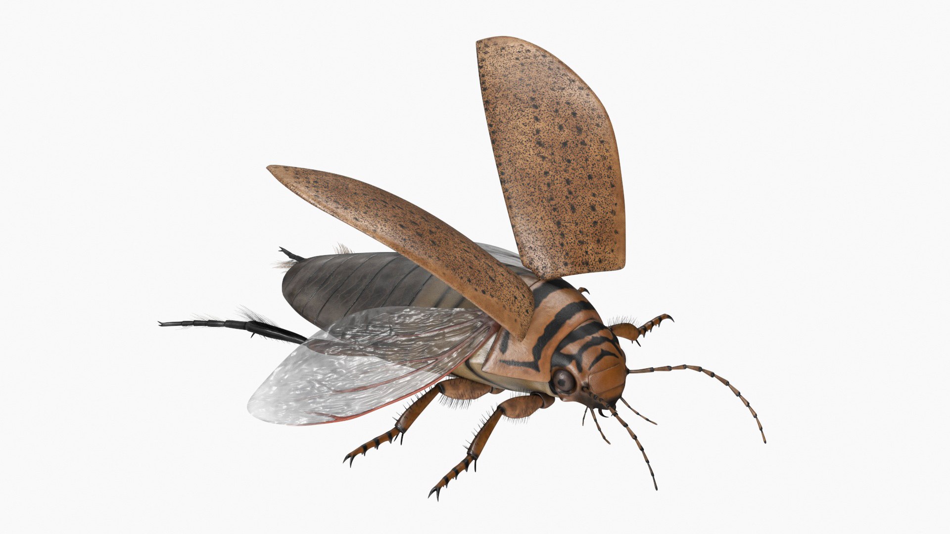 Insect Water Beetle Beige Realistic Rigged 3D model preview