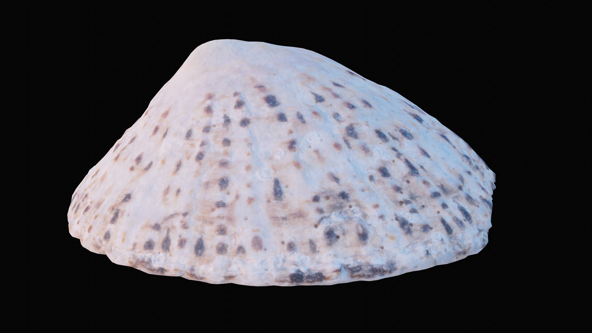 sea limpet shell 3D model https://p.turbosquid.com/ts-thumb/jS/ibvv0x/32PBhepq/1599049558091_turntable_1_blackbg/png/1601323631/1920x1080/fit_q87/3f21e85d1da3d4ce987893d0ef3fdc4c6b5ada87/1599049558091_turntable_1_blackbg.jpg