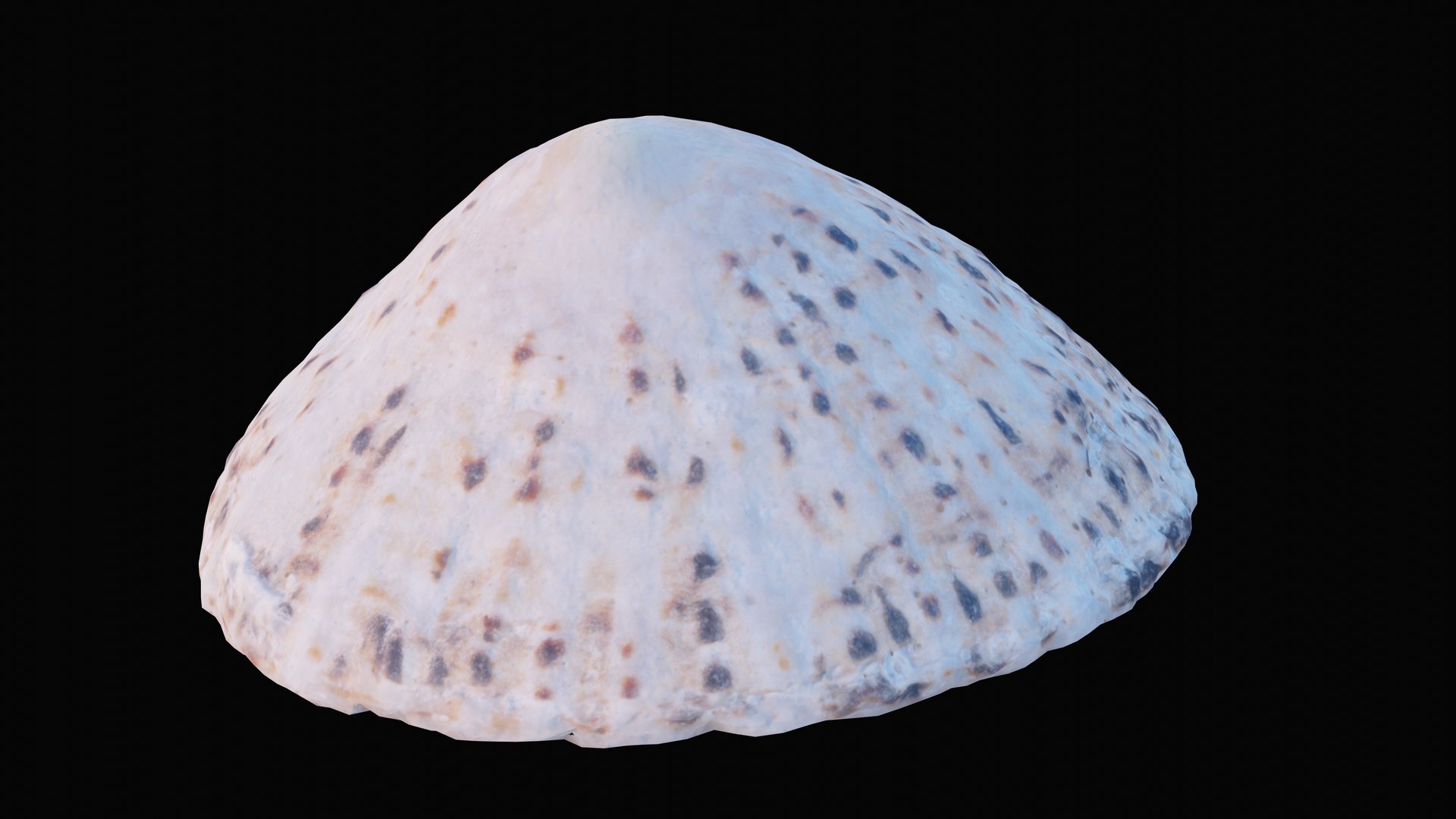 sea limpet shell 3D model https://p.turbosquid.com/ts-thumb/jS/ibvv0x/3lJUPx3A/1599049592361_turntable_2_blackbg/png/1601323636/1920x1080/fit_q87/05e68599d68b462531fd192eabab91adabdb560d/1599049592361_turntable_2_blackbg.jpg