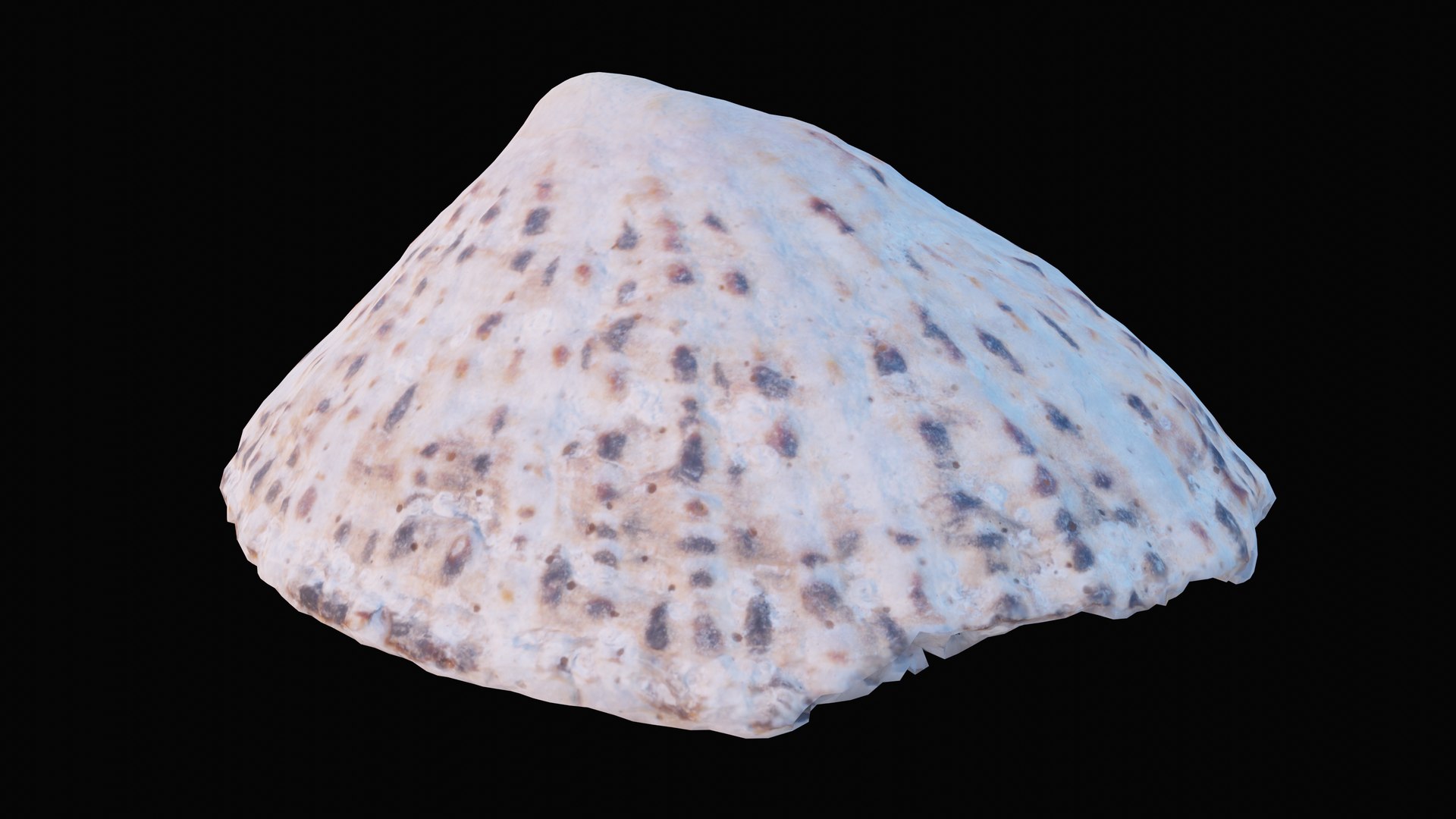 sea limpet shell 3D model https://p.turbosquid.com/ts-thumb/jS/ibvv0x/8CT8CYNp/1599049525505_turntable_0_blackbg/png/1601323646/1920x1080/fit_q87/67f0d6387d22532f1d6718c0fb610fe54519a19f/1599049525505_turntable_0_blackbg.jpg
