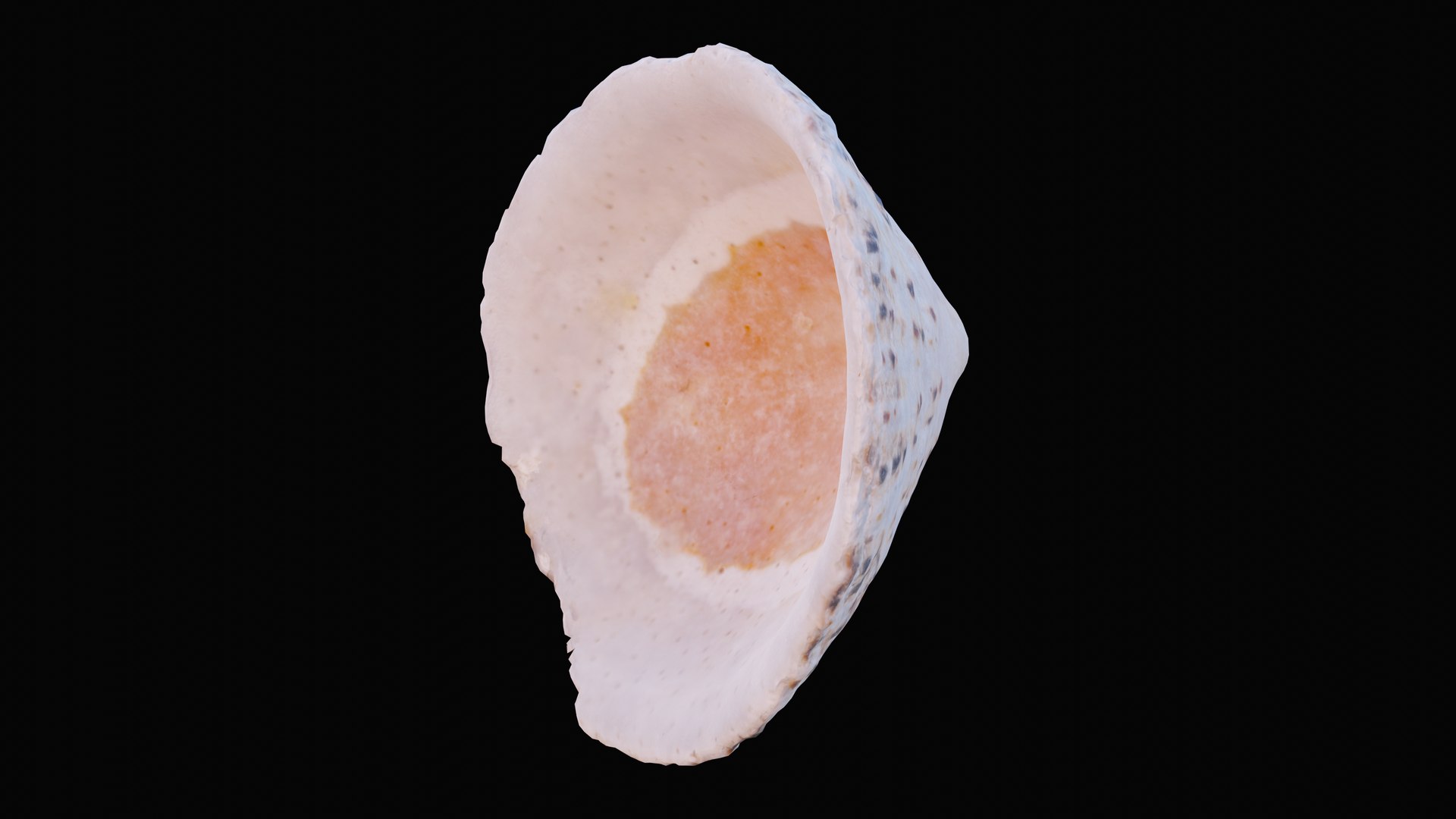 sea limpet shell 3D model https://p.turbosquid.com/ts-thumb/jS/ibvv0x/OUgXMztb/1599050602422_turntable_5_blackbg/png/1601323648/1920x1080/fit_q87/dad0ebda4f3524ff104167c01b2702ac5db8bc27/1599050602422_turntable_5_blackbg.jpg