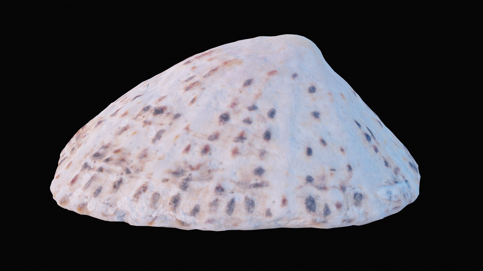 sea limpet shell 3D model https://p.turbosquid.com/ts-thumb/jS/ibvv0x/evkOkalW/1599049662222_turntable_4_blackbg/png/1601323612/1920x1080/fit_q87/0f3dd8997a6726c22699d6bfca0fb24411ad2ddf/1599049662222_turntable_4_blackbg.jpg