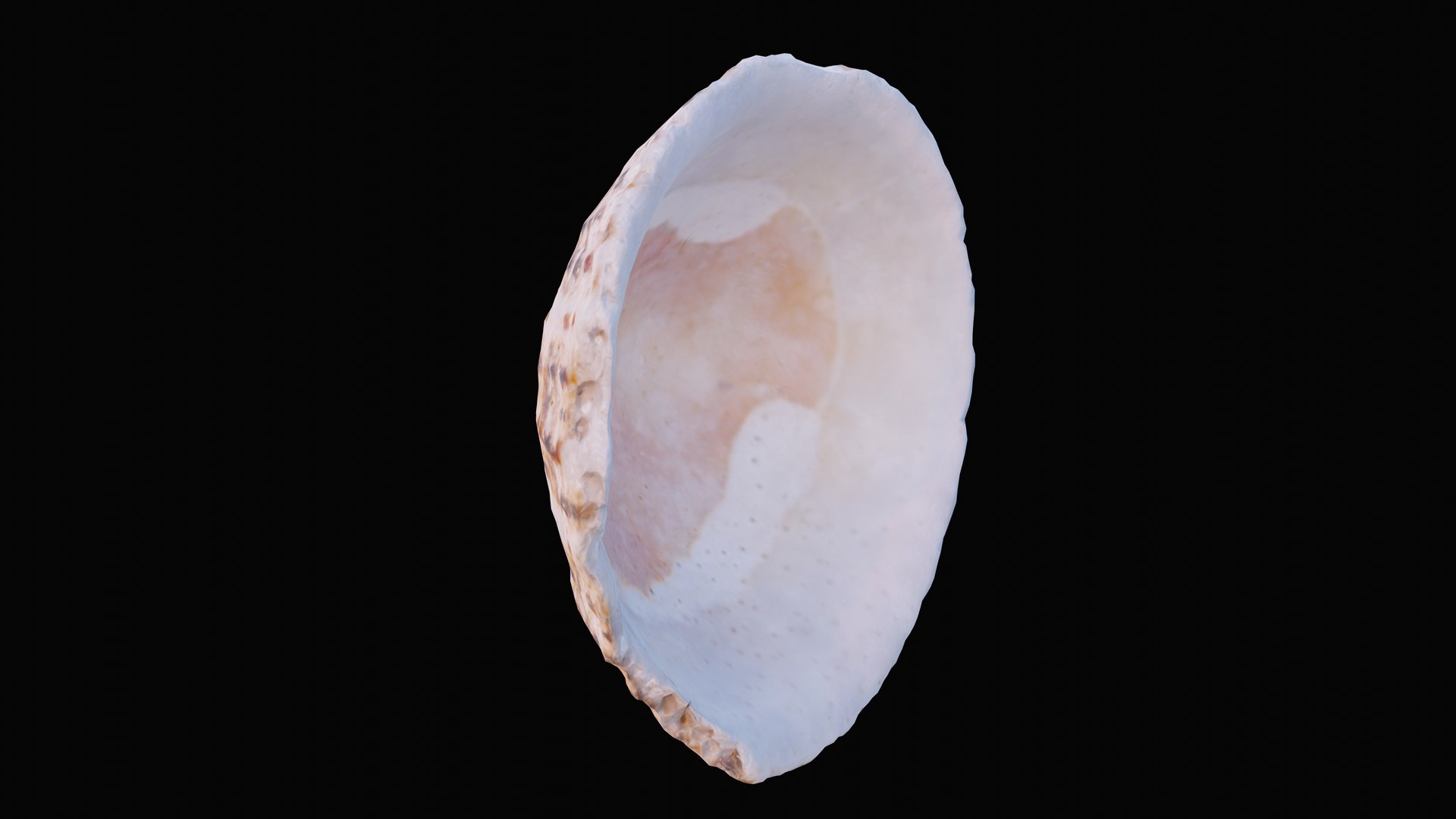 sea limpet shell 3D model https://p.turbosquid.com/ts-thumb/jS/ibvv0x/f7uf7ZES/1599050487385_turntable_1_blackbg/png/1601323685/1920x1080/fit_q87/264640e1756f03c33411ed2296bbb8752baa2893/1599050487385_turntable_1_blackbg.jpg