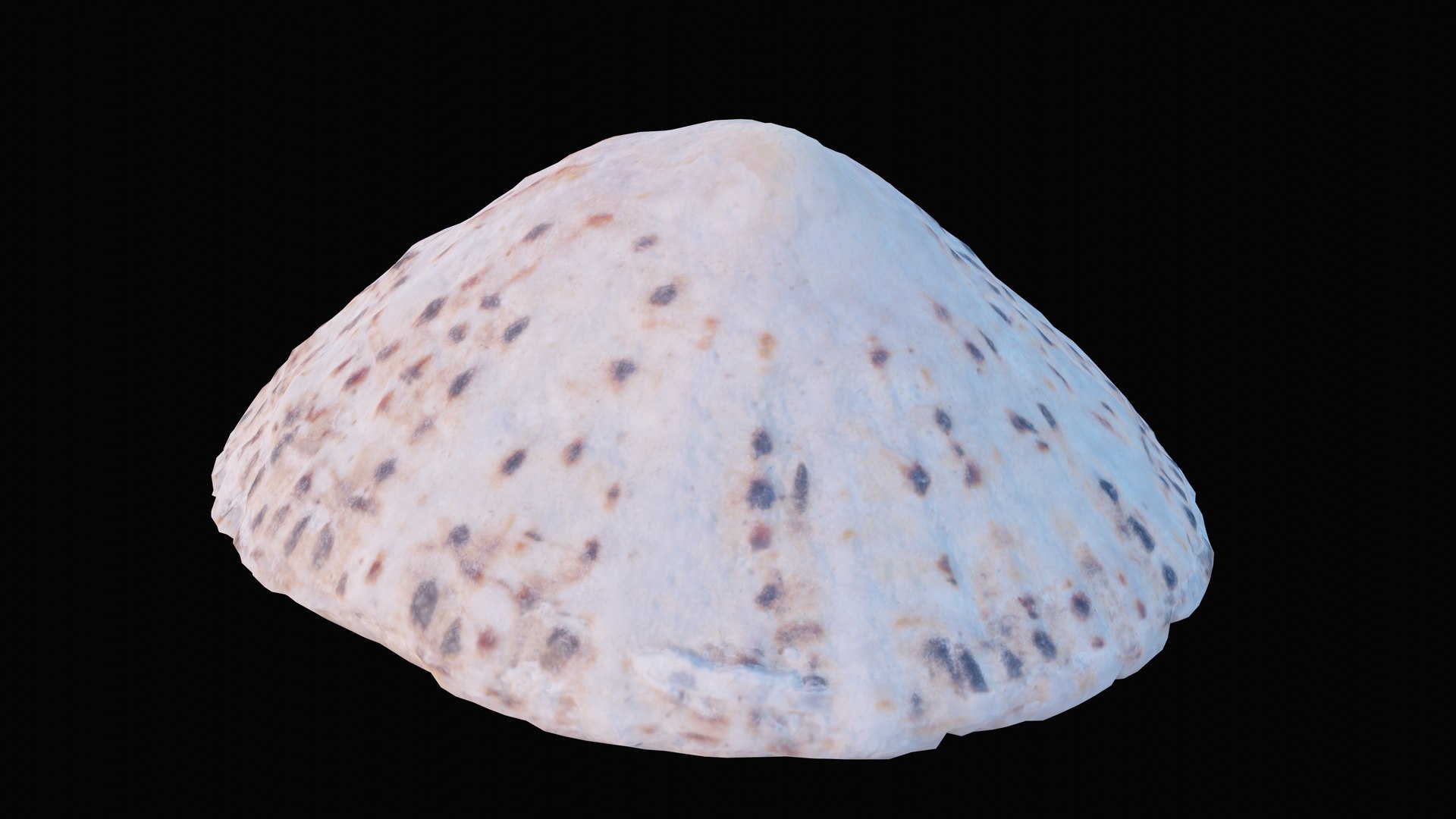 sea limpet shell 3D model https://p.turbosquid.com/ts-thumb/jS/ibvv0x/kdhQuphv/1599049627321_turntable_3_blackbg/png/1601323622/1920x1080/fit_q87/9a4b546327c6b1af41230d164738301ad48eabd1/1599049627321_turntable_3_blackbg.jpg