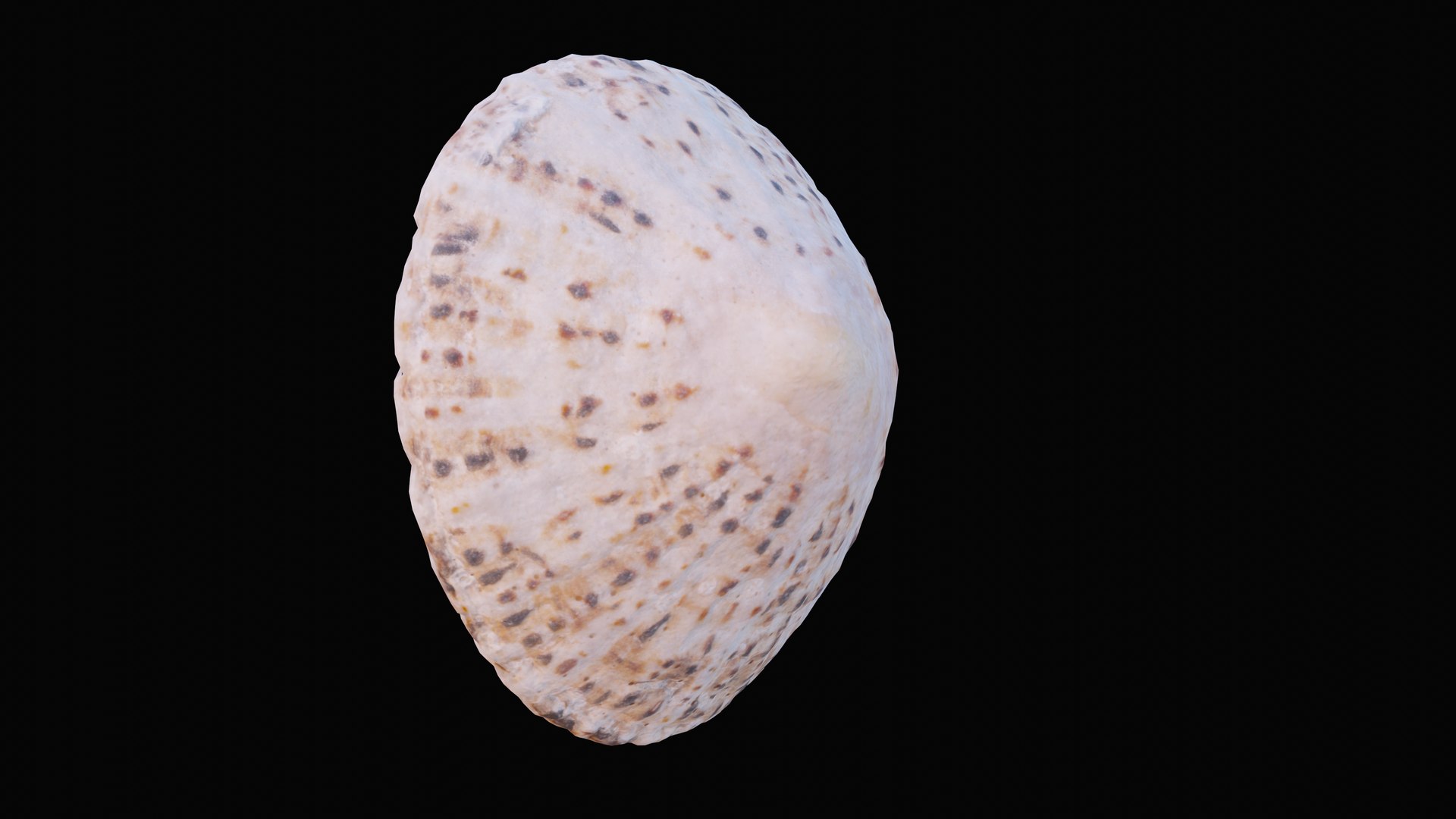 sea limpet shell 3D model https://p.turbosquid.com/ts-thumb/jS/ibvv0x/pKFdpZS4/1599050575306_turntable_4_blackbg/png/1601323661/1920x1080/fit_q87/6da6119e506cbba64bd0af805feff49f9787a4bd/1599050575306_turntable_4_blackbg.jpg