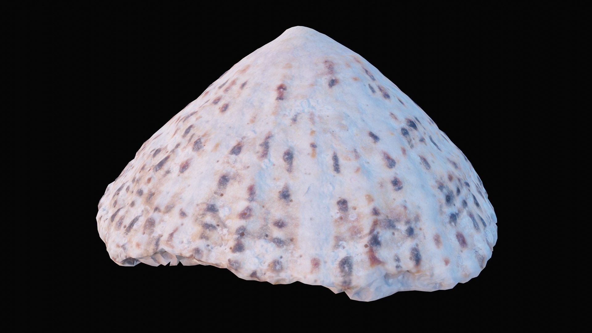sea limpet shell 3D model https://p.turbosquid.com/ts-thumb/jS/ibvv0x/yti6VWgC/1599049727856_turntable_6_blackbg/png/1601323602/1920x1080/fit_q87/a03bffaed436b57af39f7e428042265c37ea70d8/1599049727856_turntable_6_blackbg.jpg