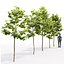 3D maple trees model