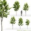 3D maple trees model