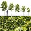 3D maple trees model