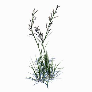 wild grass 3D model