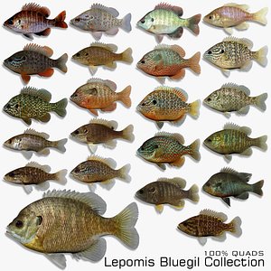 Lepomis Bluegil collection