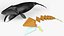 Balaena Mysticetus Sea Animal Fur Rigged 3D model