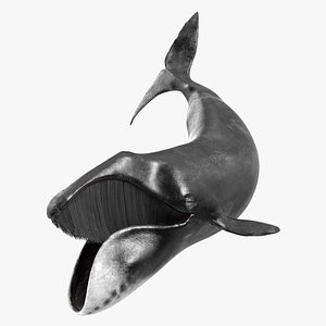 Balaena Mysticetus Sea Animal Fur Rigged 3D model