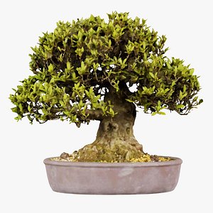 Satsuki Nikko Bonsai Tree Remastered 3D model
