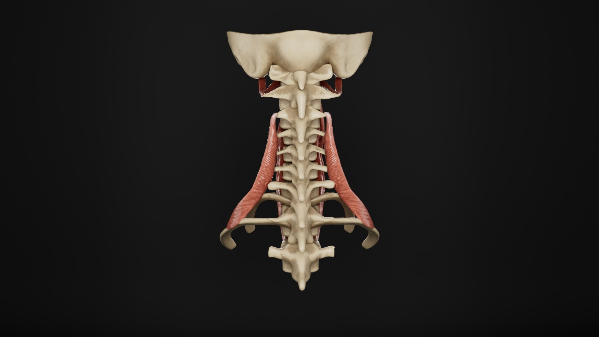 Human Anatomy-Muscular System-Neck Posterior Prevertebral View Model ...