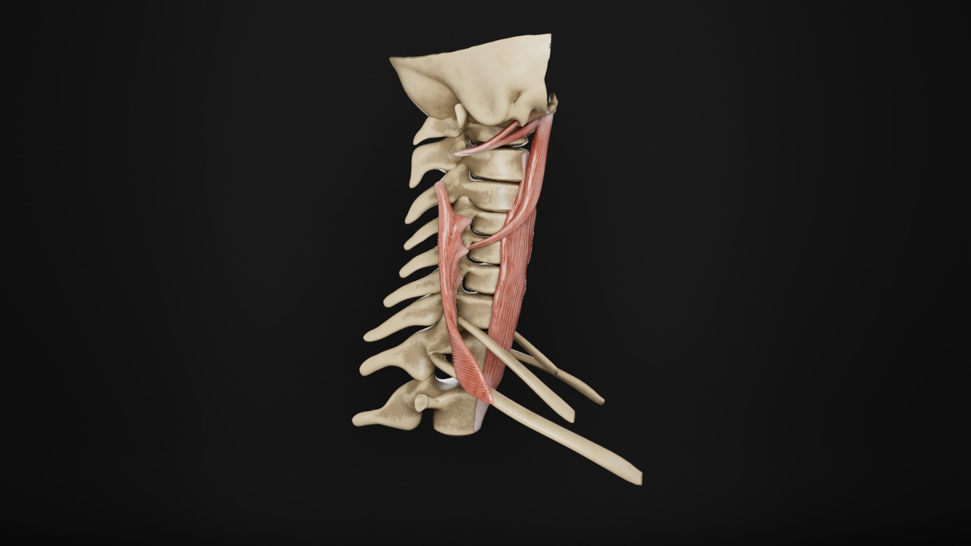 Human Anatomy-Muscular System-Neck Posterior Prevertebral View Model ...