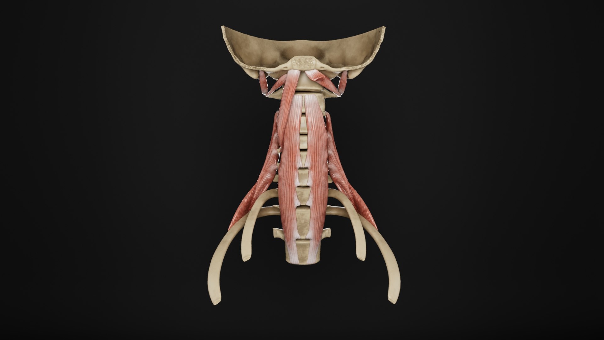 Human Anatomy-Muscular System-Neck Posterior Prevertebral View Model ...