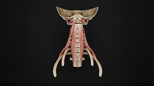 Human Anatomy-Muscular System-Neck Posterior Prevertebral View model
