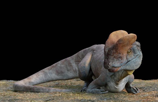 modelo 3d Dilophosaurus - TurboSquid 2072373