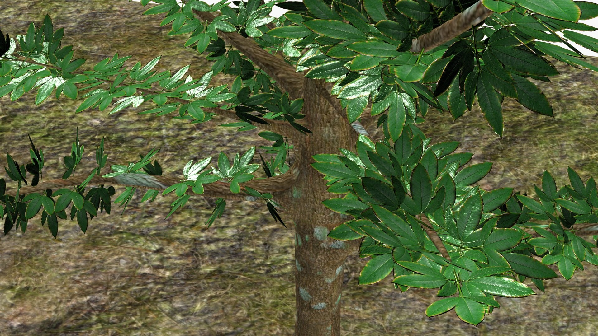 3D Model Rubber Tree - TurboSquid 2197211