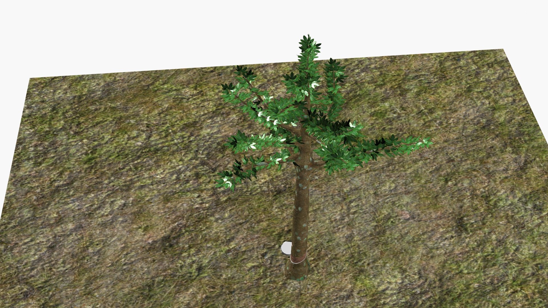 3D Model Rubber Tree - TurboSquid 2197211