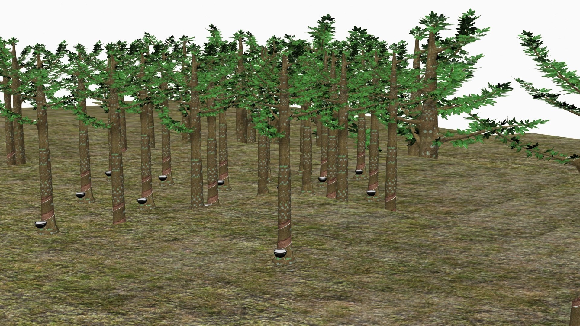 3D Model Rubber Tree - TurboSquid 2197211