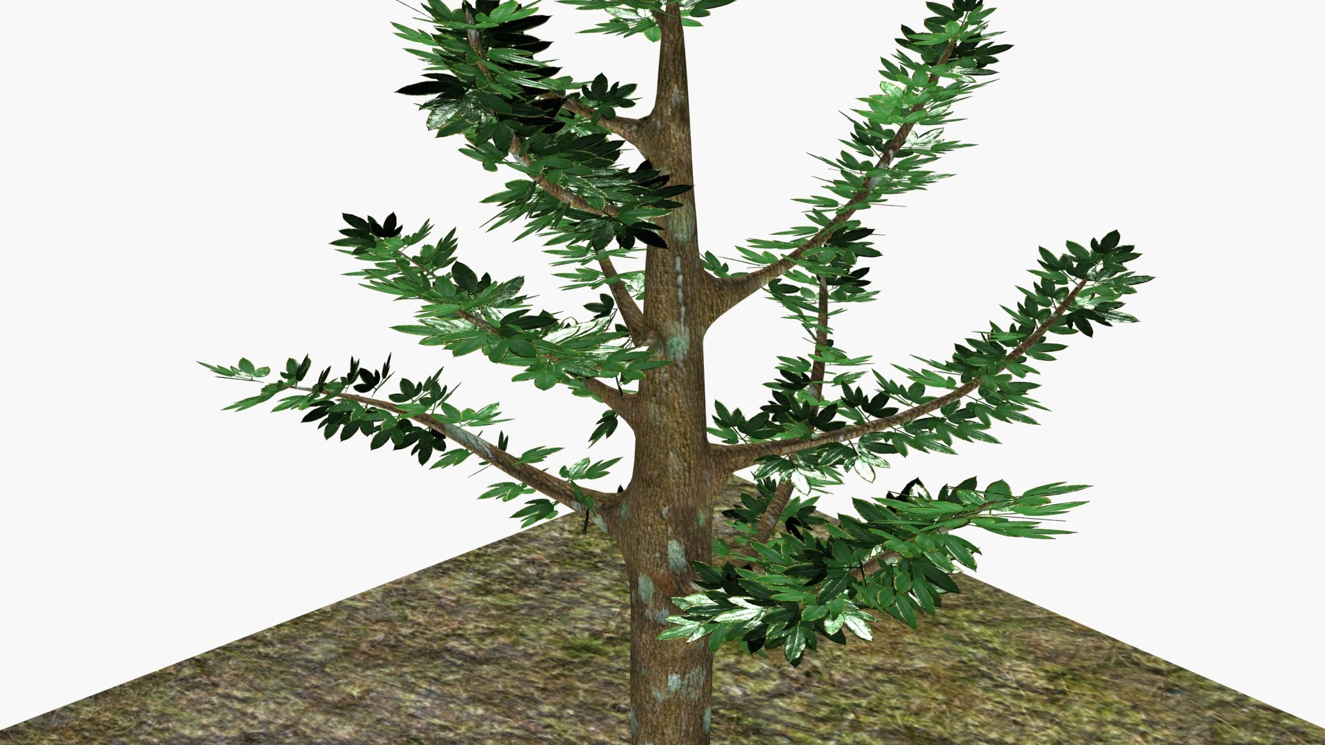 3D Model Rubber Tree - TurboSquid 2197211