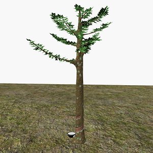 3D model Rubber tree