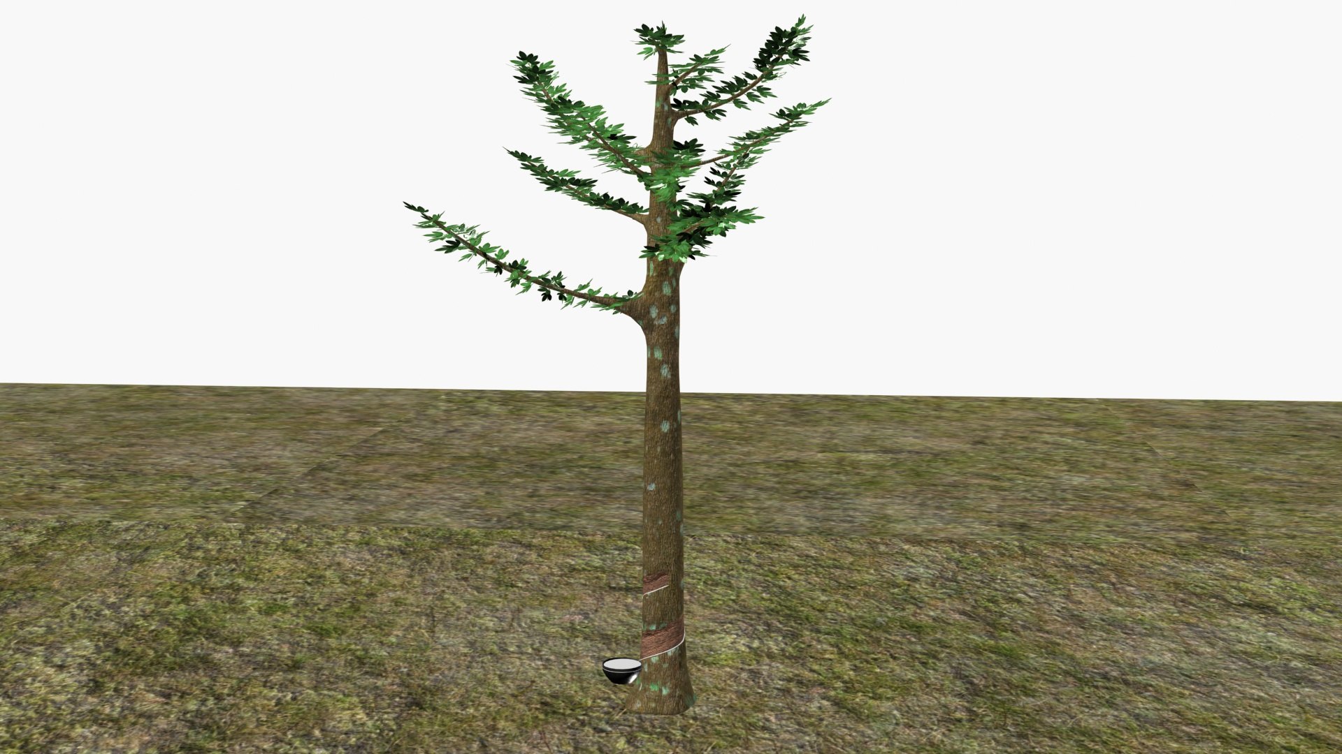 3D Model Rubber Tree - TurboSquid 2197211