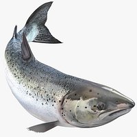 Atlantic Salmon Fish Rigged for Maya