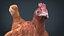 Chiken
