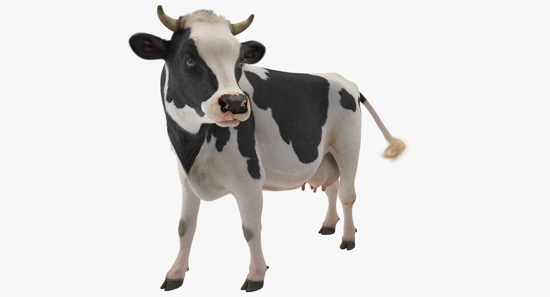 Holstein Cow with Fur 3D Model 3D model preview